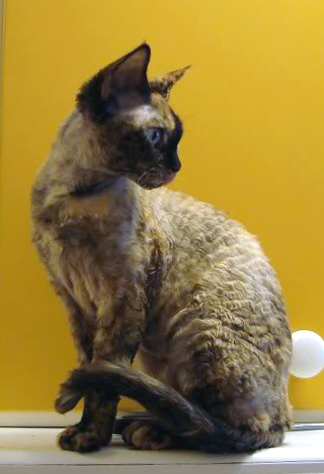 Lapcat
