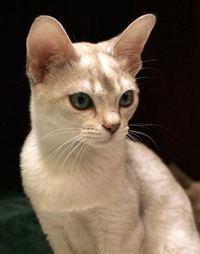 Burmilla