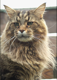 Maine coon