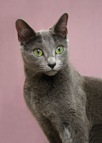 Russian Blue