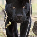 jaguarhane
