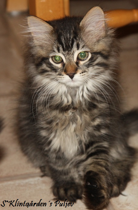 Den Sibiriska kattungen Puljev söker ett nytt hem.